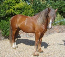 Horse